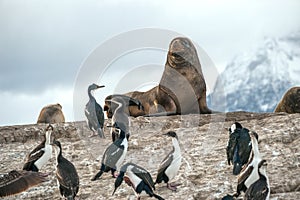 Sea lion and King Cormorant colony, Tierra del Fuego, Argentina - Chile