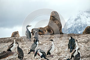 Sea lion and King Cormorant colony, Tierra del Fuego, Argentina - Chile photo