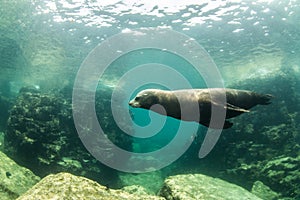 Sea Lion at La Paz, Mexico photo