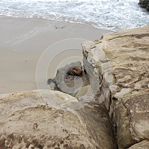 Sea lion laying in the rocks by ocean beach