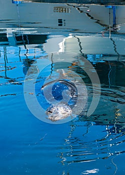 Sea lion lazy swim vertical photo