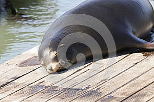 A sea lion lies lazily on a pontoon and enjoys the sunbeams