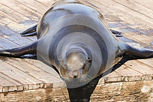 A sea lion lies lazily on a pontoon and enjoys the sunbeams