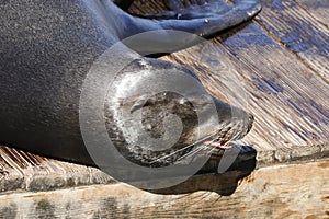 A sea lion lies lazily on a raft and bathes in the sun