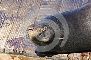 A sea lion lies lazily on a raft and bathes in the sun