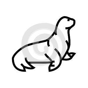 sea lion line icon vector illustration