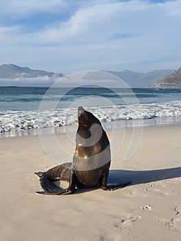 Sea Lion on Long beach in Kommetjie