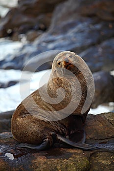 Sea lion looking at the camera