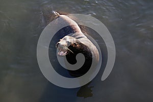 Sea lion looking up at photographer