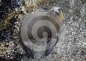 Sea Lion looks at Camera with Heart Shaped Nose