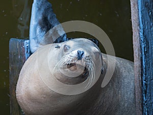 Sea Lion looks up at the pier