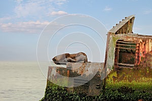 sea lion lounging on the deck of a shipwreck