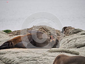 Sea lion lying with open mouth. photo