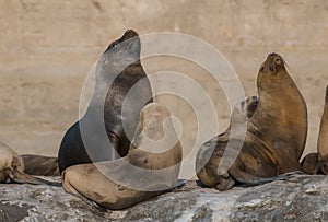 Sea lion Male in colony,