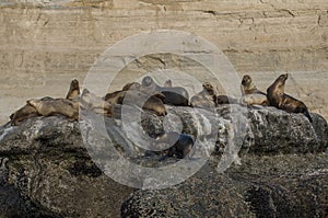 Sea lion Male in colony,