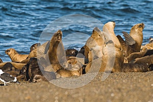 Sea lion Male in colony