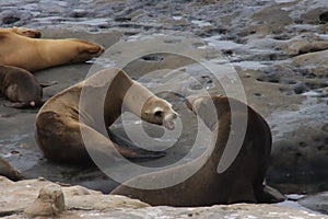 Sea lions on rock cliff over crashing waves and blue ocean water.