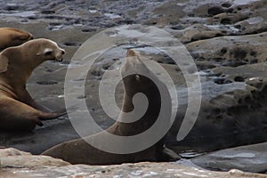 Sea lions on rock cliff over crashing waves and blue ocean water.