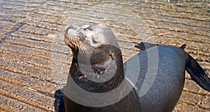 Sea Lion in marina in Cabo San Lucas Baja Mexico