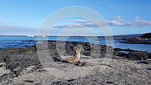 A sea lion and a marine iguana hanging out on black rocks in Fernandina island, Galapagos