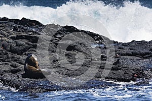 Sea Lion, Marine Iguana and sally-lightfoot crab