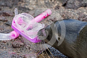 Sea lion with mask and snorkel