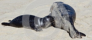 Sea Lion milking baby seal