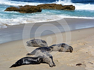 Sea Lion milking baby seal