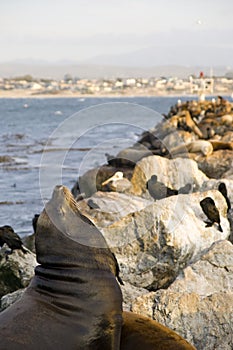 Sea lion at monterey bay