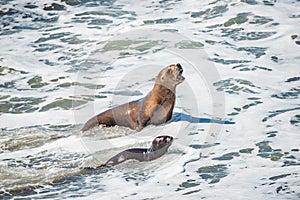 Sea lion mother and her calf learning to swim at Peninsula Valdes, Punta Norte, Patagonia, Argentina