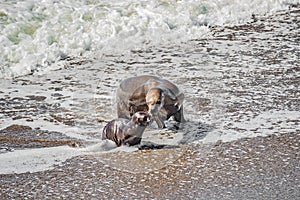 Sea lion mother and her calf learning to swim at Peninsula Valdes, Punta Norte, Patagonia, Argentina