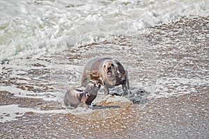 Sea lion mother and her calf learning to swim at Peninsula Valdes, Punta Norte, Patagonia, Argentina