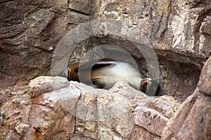 Sea Lion Naps on a Rocky Ledge