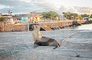 Sea lion near the beach in San Cristobal before sunset ,Galapagos