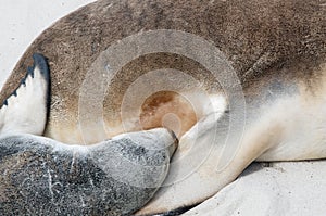 Sea Lion Nursing