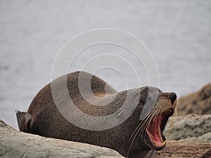 Sea lion with open mouth. photo