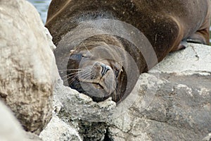 Sea Lion (Otaria flavescens)
