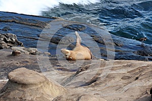 A sea lion, Otariinae, sunbathing with one flipper in the air on a rocky outcropping in La Jolla, California