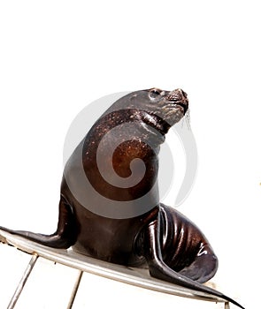 Sea lion over white background