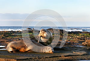 Sea Lion Pair