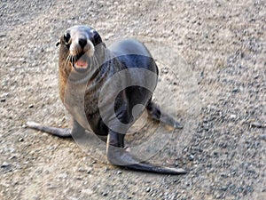 A sea lion pap on a gravel surface