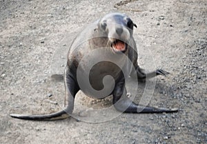 A sea lion pap in a threating aggressive  gesture