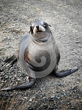 A sea lion pap on the unpaved road surface