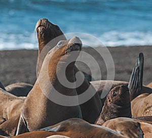 Sea Lion , Patagonia , Argentina photo