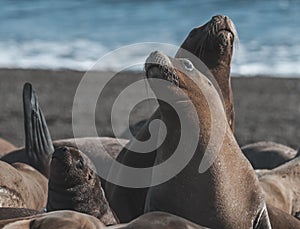 Sea Lion , Patagonia , Argentina. photo