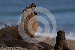 Sea lion Patagonia Argentina photo