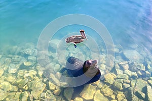 Sea lion and pelican in cabo san lucas harbor