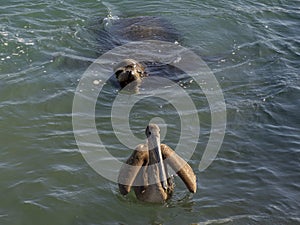 sea lion and pelican in cabo san lucas harbor marina mexico baja california sur