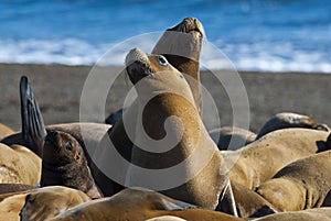 Sea Lion photo