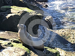 Sea lion walking on a rocky shore photo